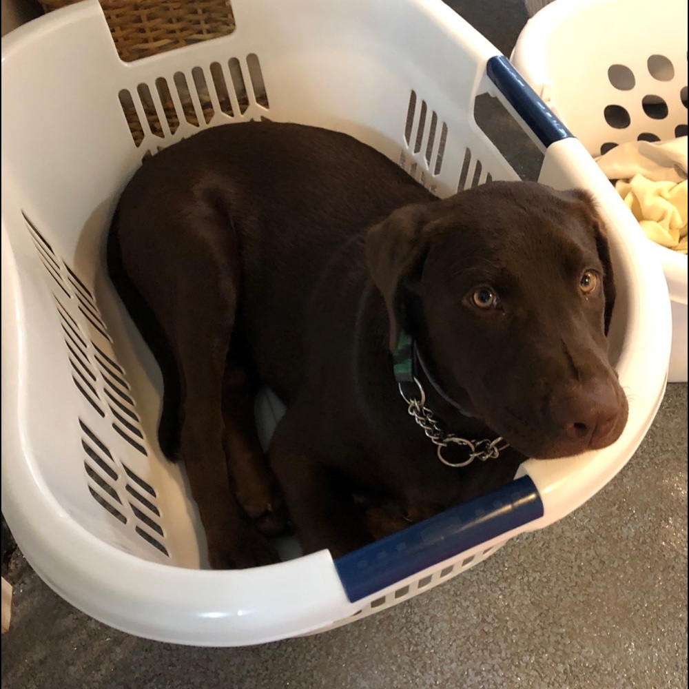 Meet your Posher, Mollie